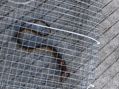 驅(qū)蛇防蛇工程