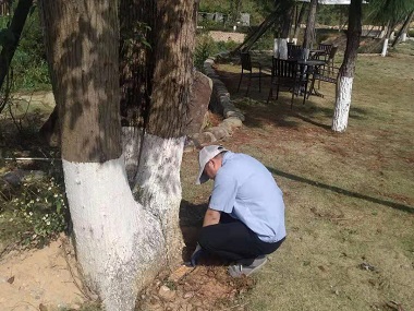 園林綠化滅治白蟻