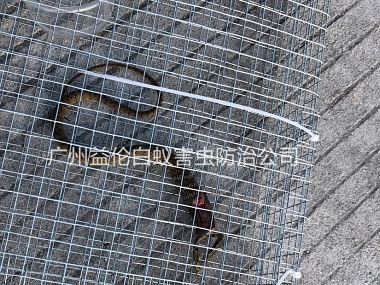 花都區(qū)上門抓蛇、捕蛇