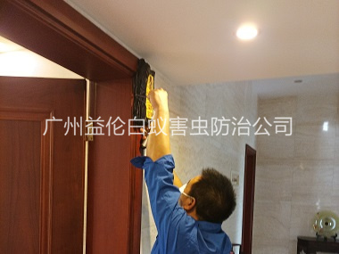 天河房屋治白蟻工程